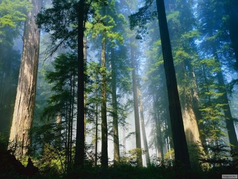 redwood_nemzeti_park.jpg